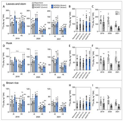 Rice Na+ absorption mediated by OsHKT2;1 affected Cs+ translocation from root to shoot under low K+ environments